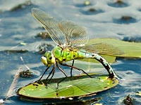 Anax imperator