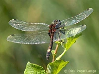 Leucorrhinia pectoralis