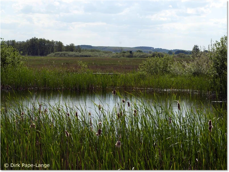 Habitat der Großen Moosjungfer Habitat