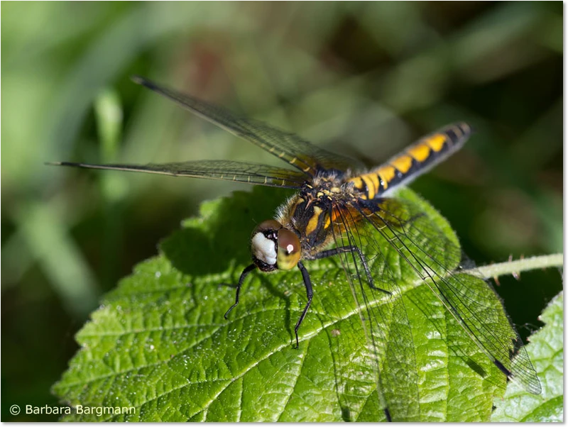 Weibchen von Leucorrhinia pectoralis