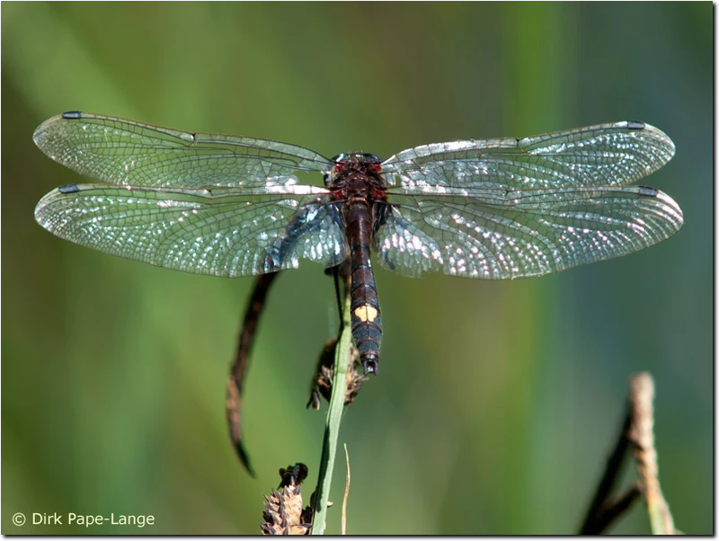 Ausgefärbtes Männchen der Großen Moosjungfer Leucorrhinia pectoralis
