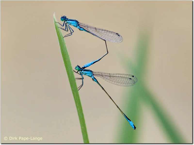 Große Pechlibelle - 2 Männchen als Tandem (Fehlgriff) Ischnura elegans