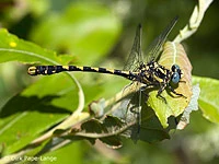 Onychogomphus uncatus