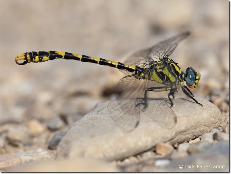 Große Zangenlibelle - Männchen Onychogomphus uncatus