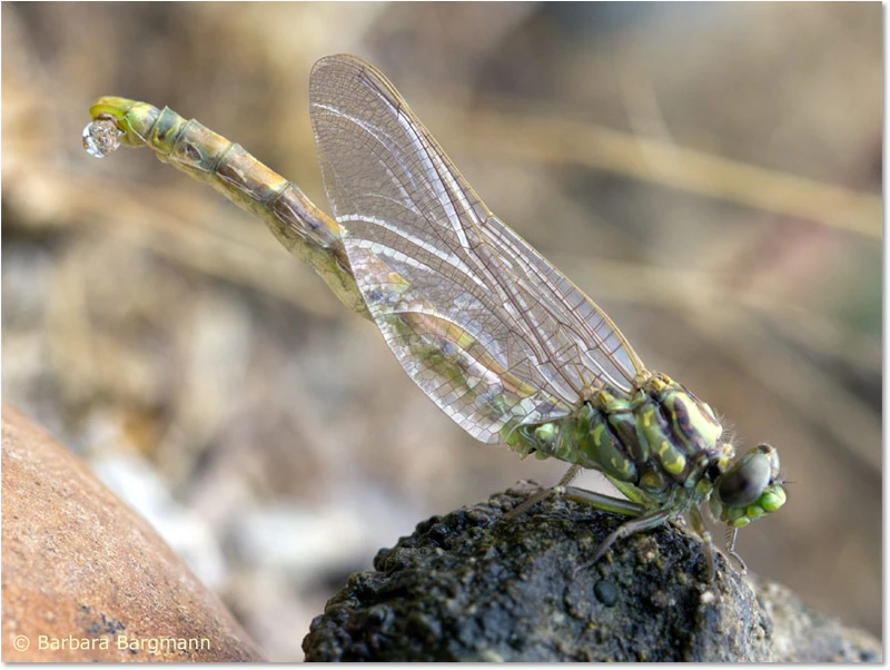 Große Zangenlibelle Männchen beim Schlupf
