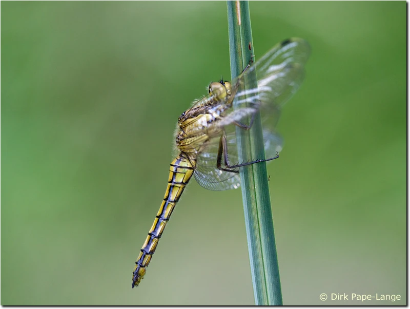 Großer Blaupfeil (junges Weibchen) Orthetrum cancellatum