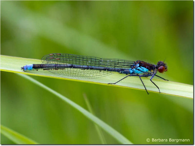 Großes Granatauge - Männchen mit vielen Parasiten Erythromma najas