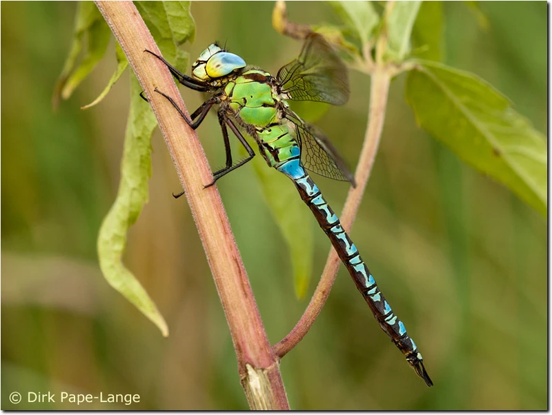 Männchen der Grünen Mosaikjungfer Aeshna viridis