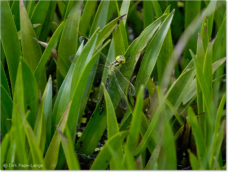 Weibchen der Grünen Mosaikjungfer bei der Eiablage Aeshna viridis