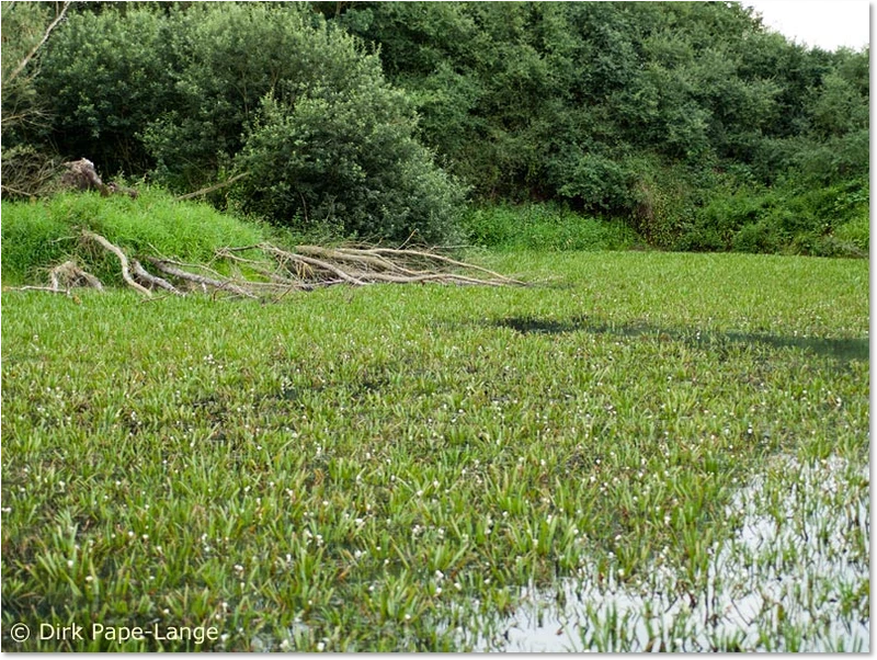 Habitat der Grünen Mosaikjungfer Krebsscherengewässer