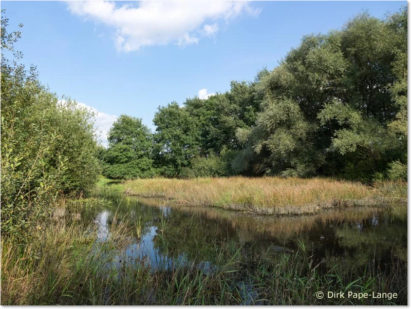 Habitat der Gemeinen Binsenjungfer Habitat