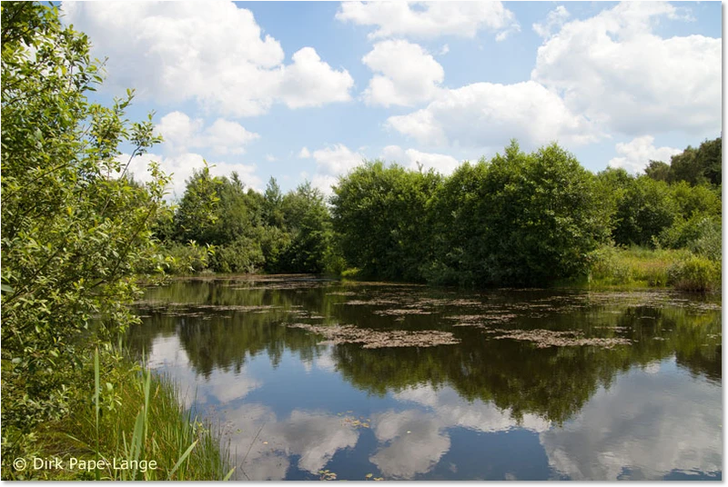 Habitat der Großen Pechlibelle Habitat
