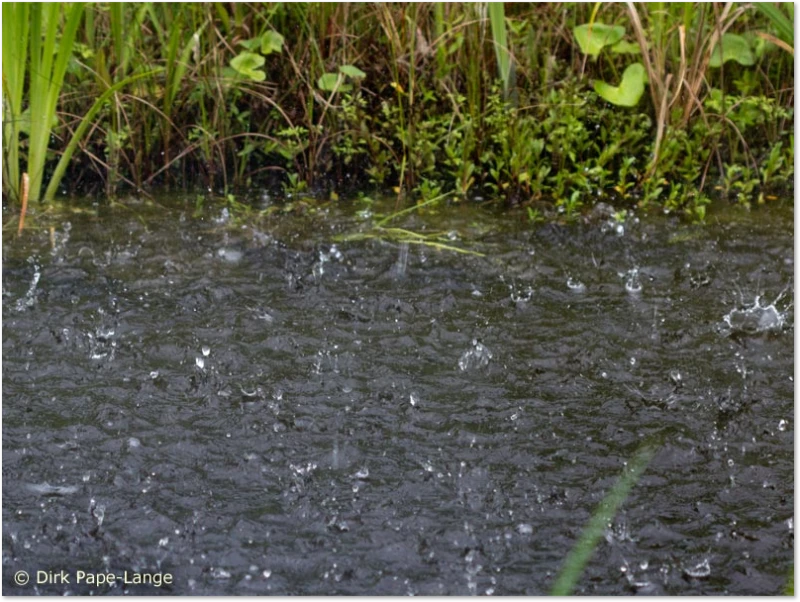 Libellen-Predator - Wetter Hagel