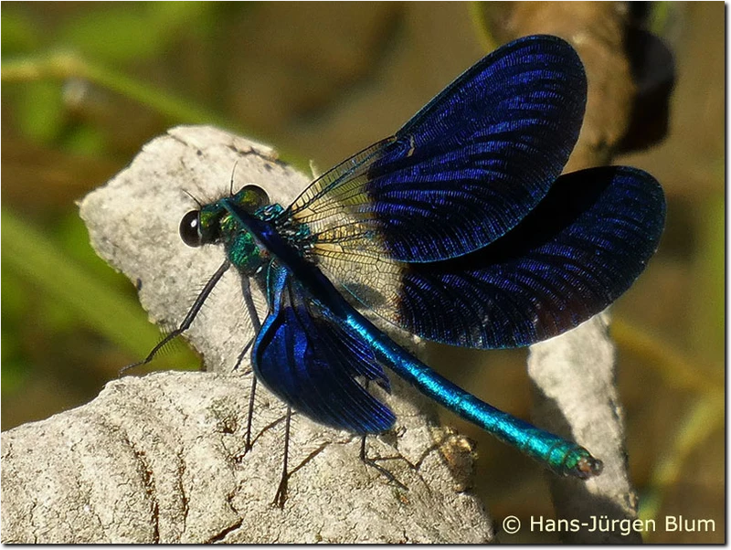 Calopteryx xanthostoma