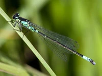 Coenagrion armatum