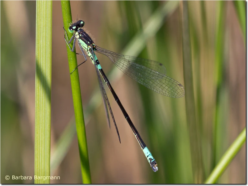 Coenagrion armatum