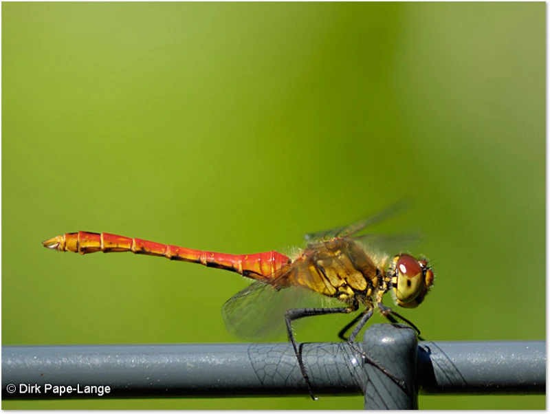 Was macht die Libelle da?