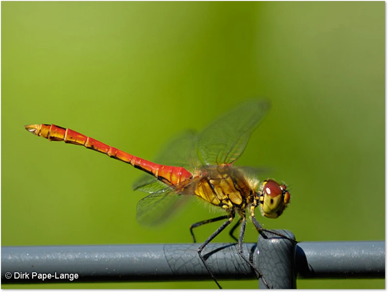 Was macht die Libelle da?