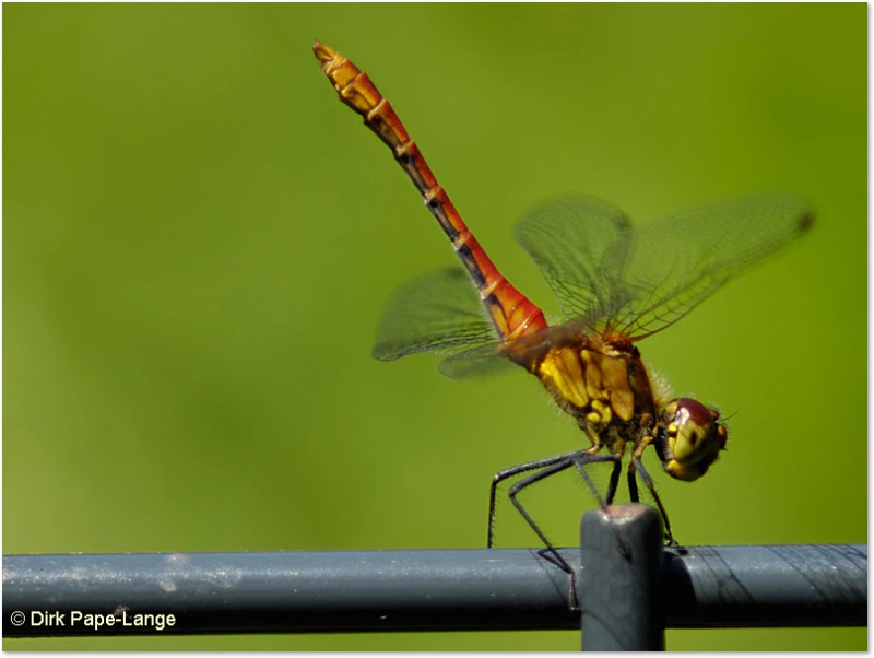 Was macht die Libelle da?