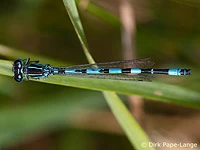 Coenagrion mercuriale