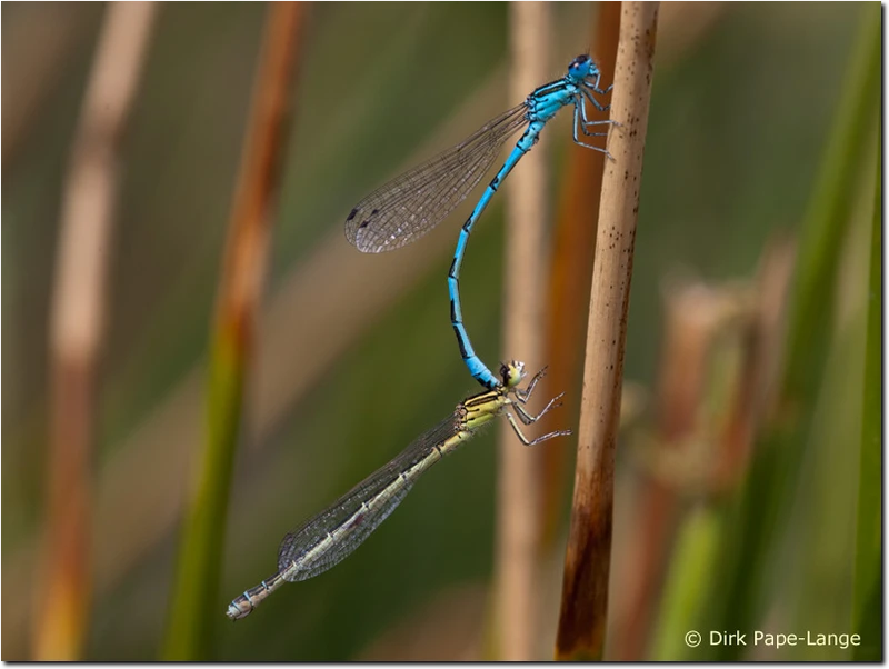 Tandem der Helm-Azurjungfer (Coenagrion mercuriale) kurz vor der Paarung Coenagrion mercuriale
