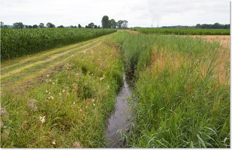 Habitat der Helm-Azurjungfer Habitat