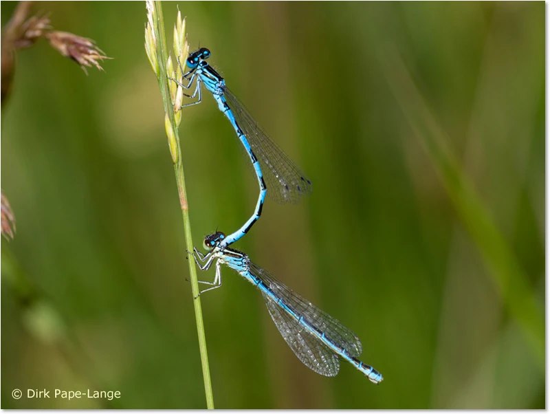 Tandem der Helm-Azurjungfer - Weibchen (blaue Variante) Tandem