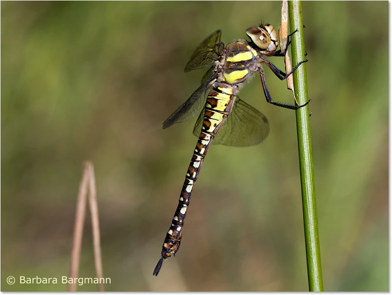 Aeshna mixta