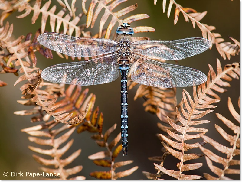 Aeshna mixta