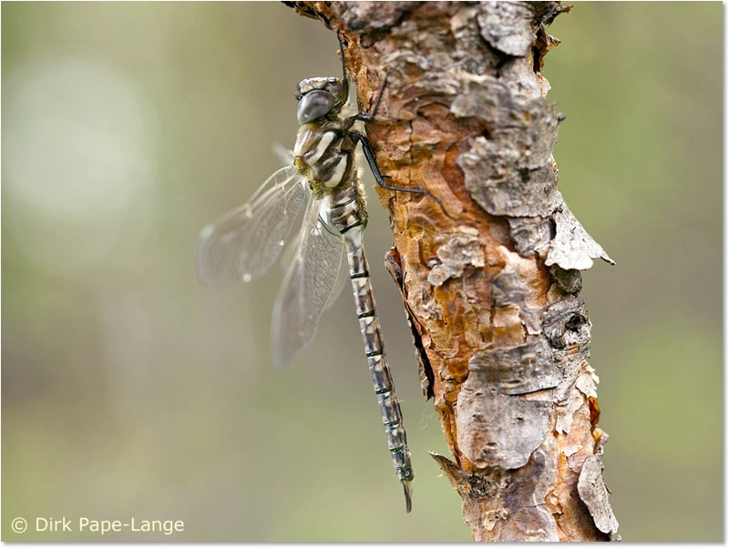 Aeshna subarctica elisabethae - Männchen