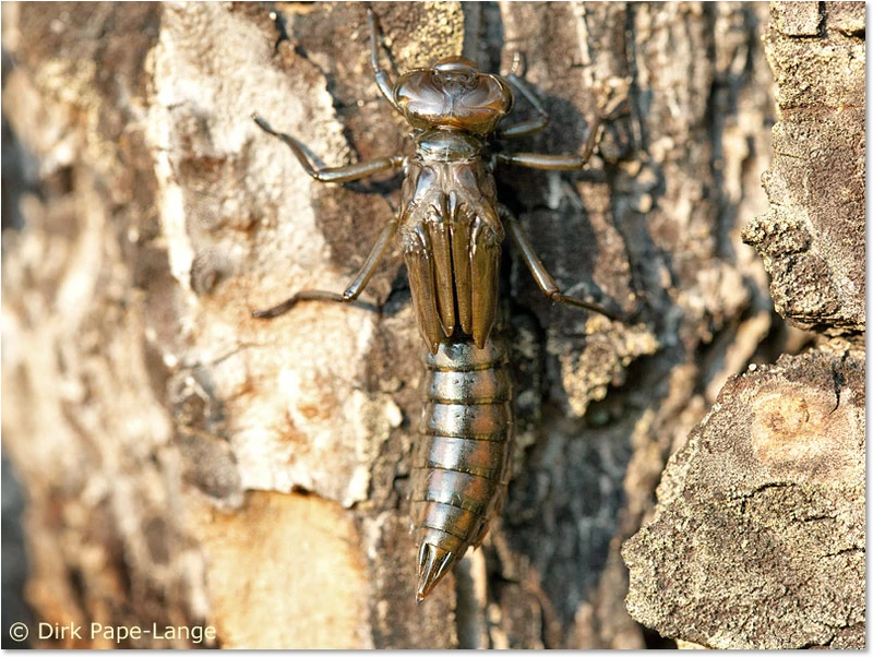 Hochmoor-Mosaikjungfer - Larve Aeshna subarctica elisabethae - Larve