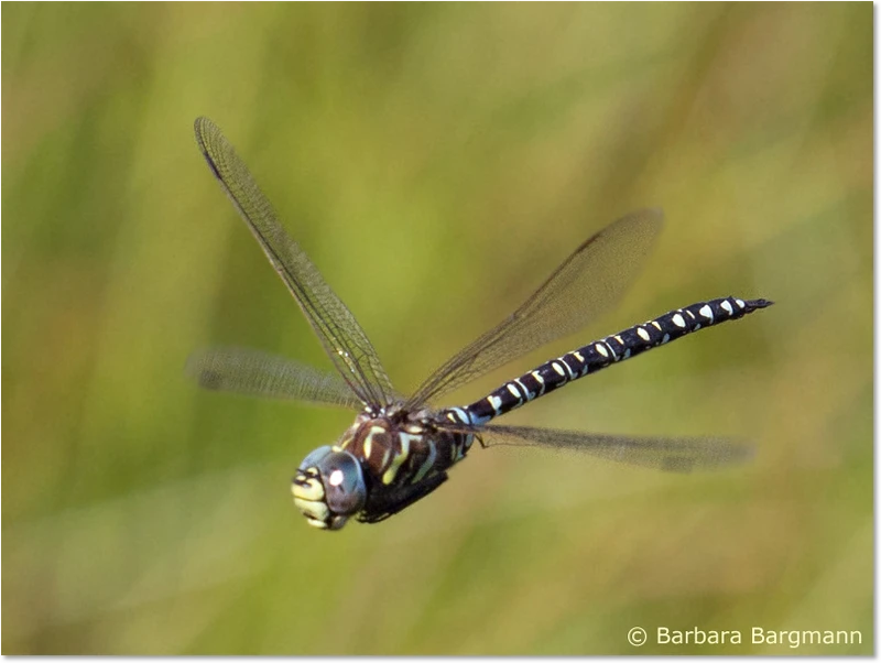 Hochmoor-Mosaikjungfer-Männchen im Flug