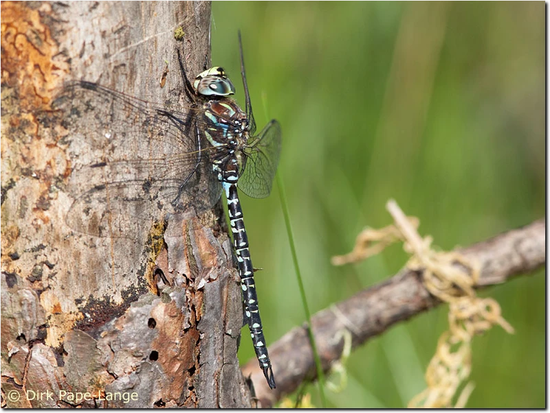 Aeshna subarctica elisabethae