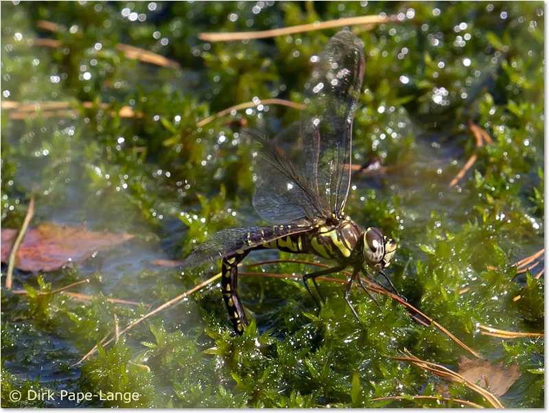 Weibchen der Hochmoor-Mosaikjungfer bei der Eiablage Aeshna subarctica elisabethae
