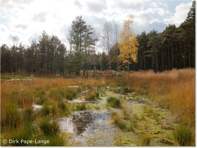 Habitat der Hochmoor-Mosaikjungfer Hochmoor in Niedersachsen