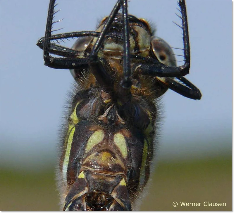 Aeshna subarctica elisabethae