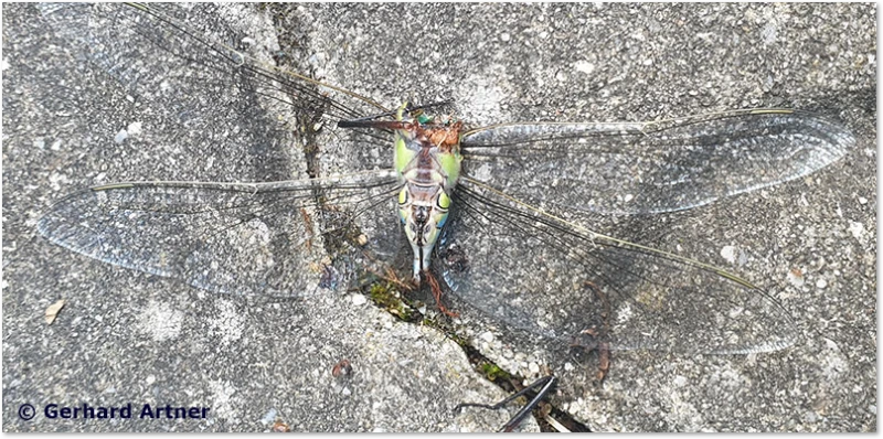 Libellen-Predator - Hornisse Hornisse tötet Königslibelle