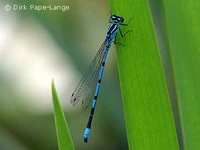 Coenagrion puella