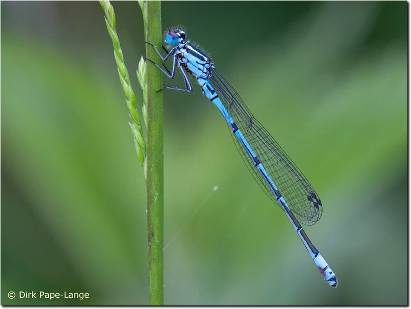 Coenagrion puella