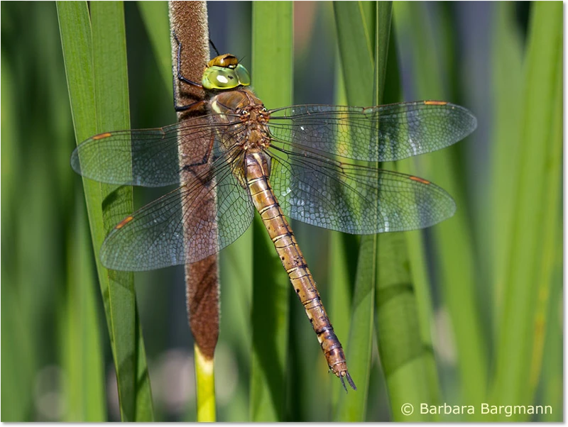 Aeshna isoceles