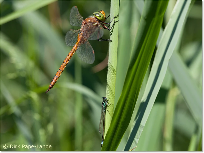 Keilfleck-Mosaikjungfer-Männchen Aeshna isoceles und Ischnura elegans