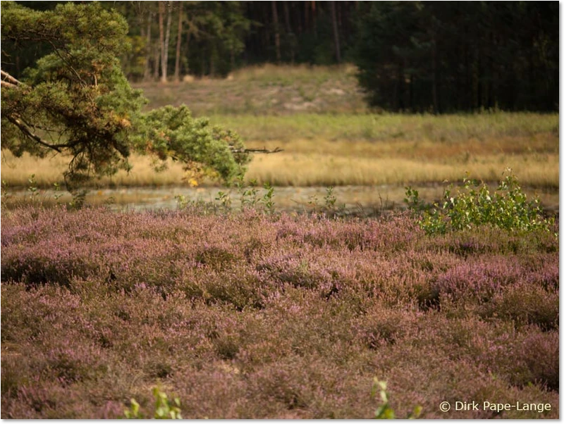 Habitat