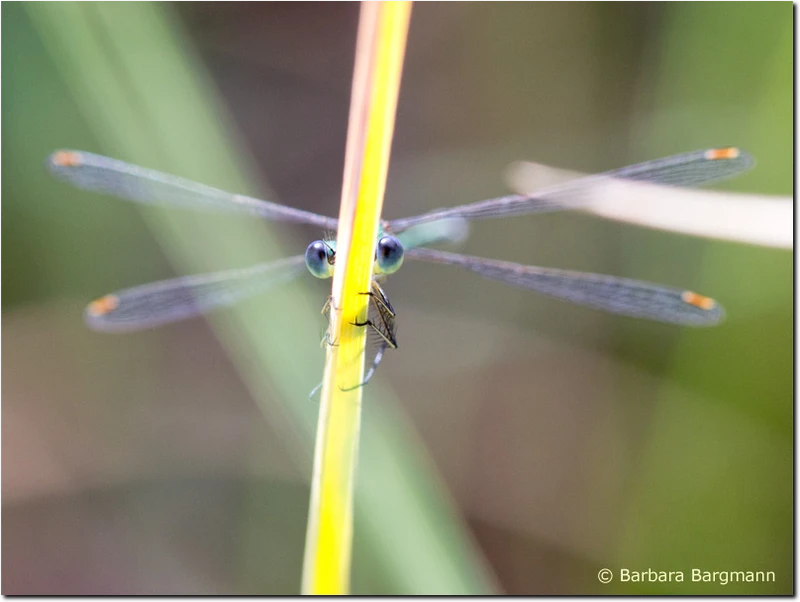 Lestes virens