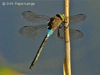 Anax parthenope