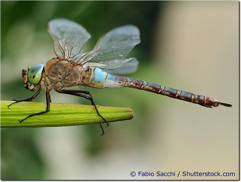 Anax parthenope