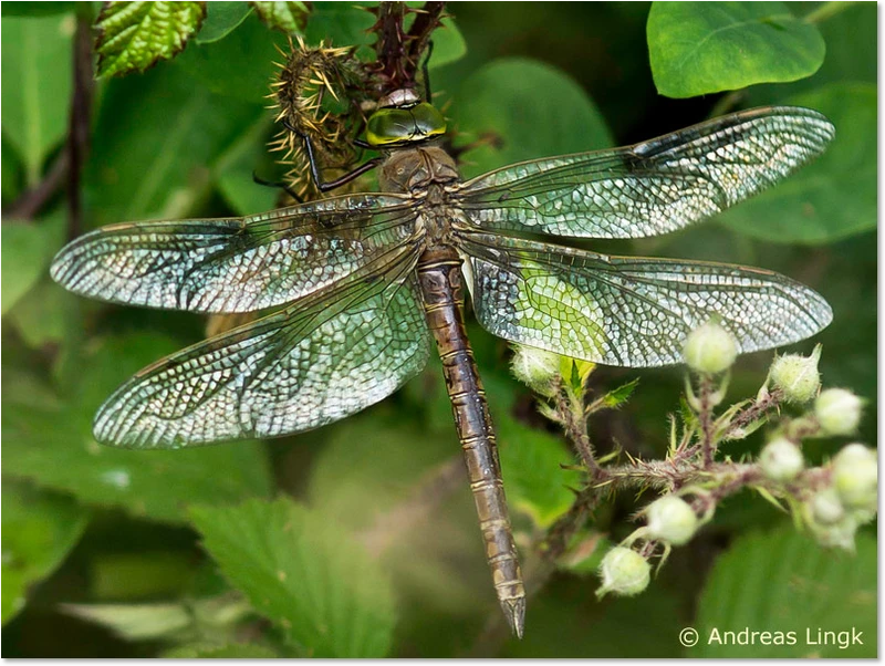 Anax parthenope