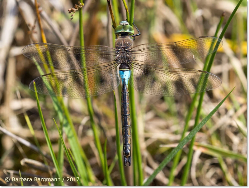 Anax parthenope