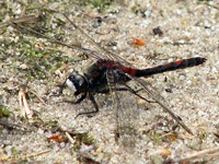 Leucorrhinia dubia