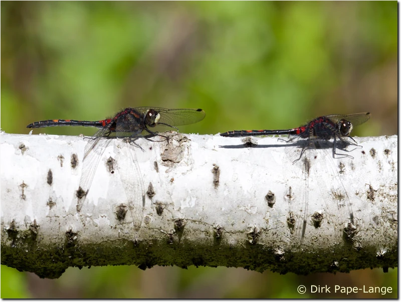 Leucorrhinia dubia