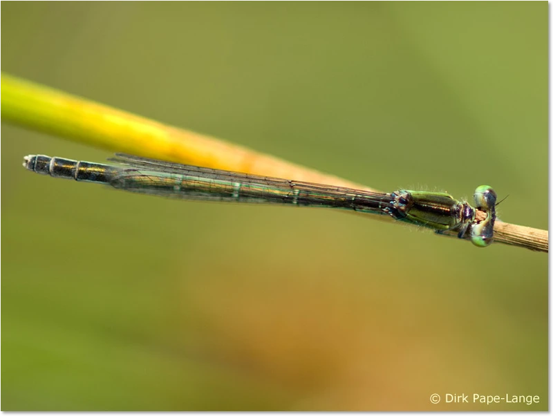 Weibchen - Kleine Pechlibelle Weibchen